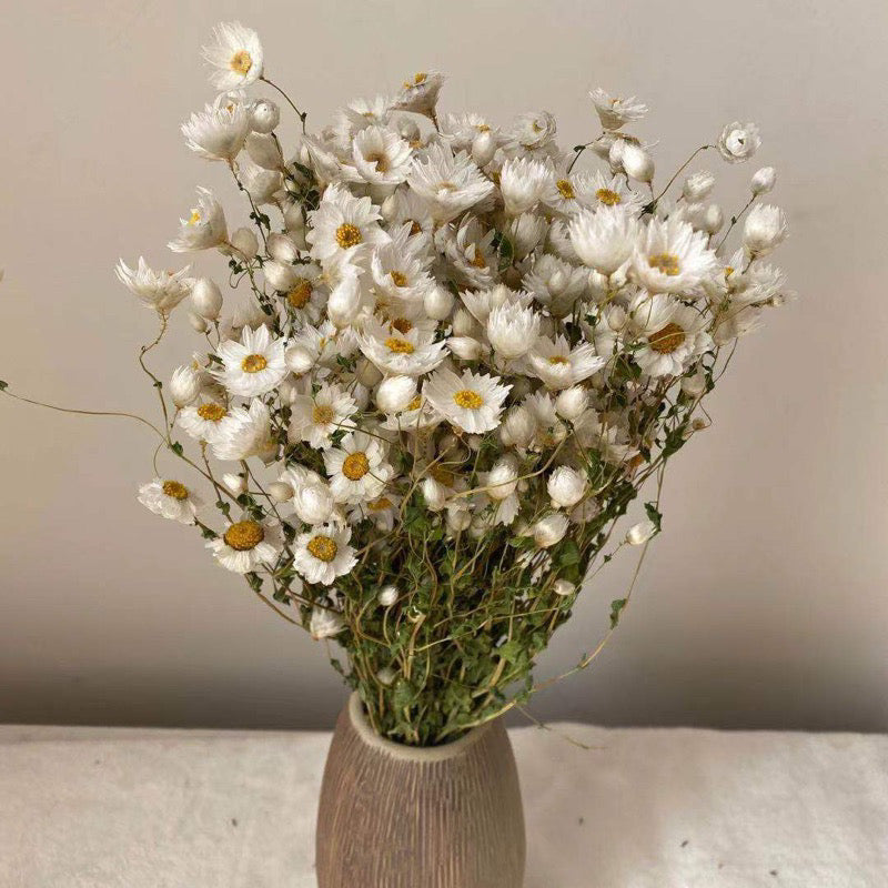 Dried Flower Dried Gypsophila Baby’s breath