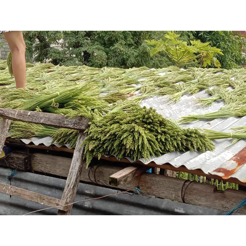 Dried Trigo Grass(LOCAL)