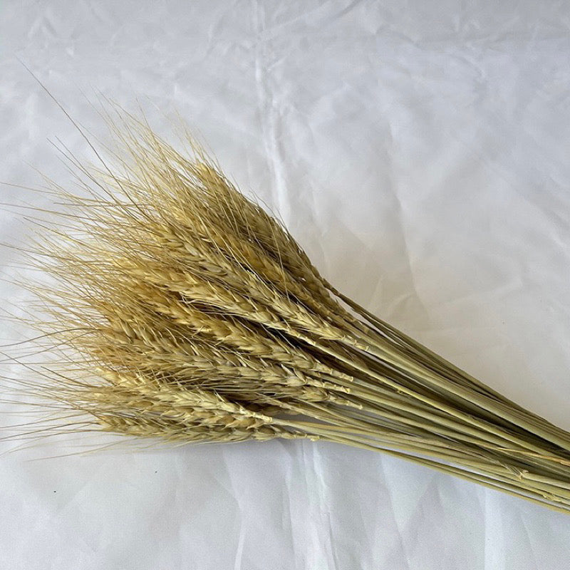 Dried Wheat Barley (IMPORTED)