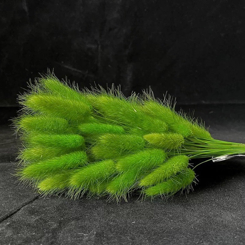 Bunny Tails Dried Flower (IMPORTED)