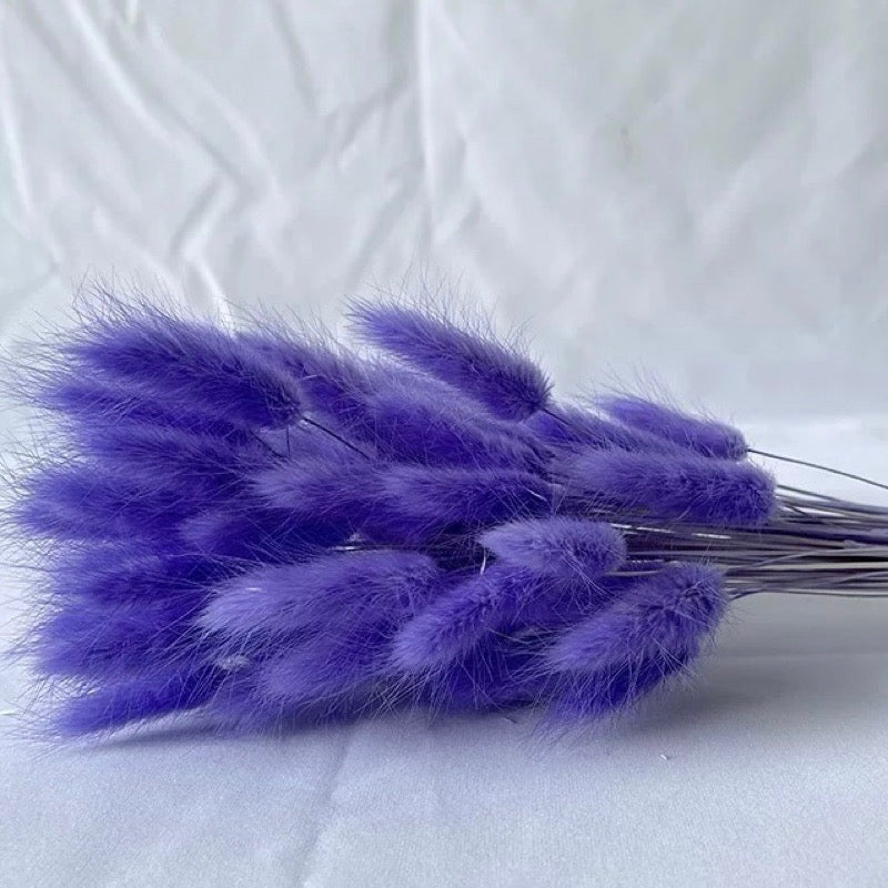 Bunny Tails Dried Flower (IMPORTED)