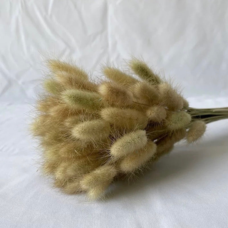 Bunny Tails Dried Flower (IMPORTED)