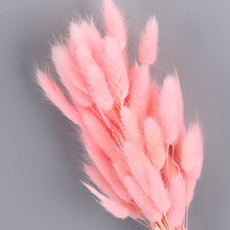 Bunny Tails Dried Flower (IMPORTED)