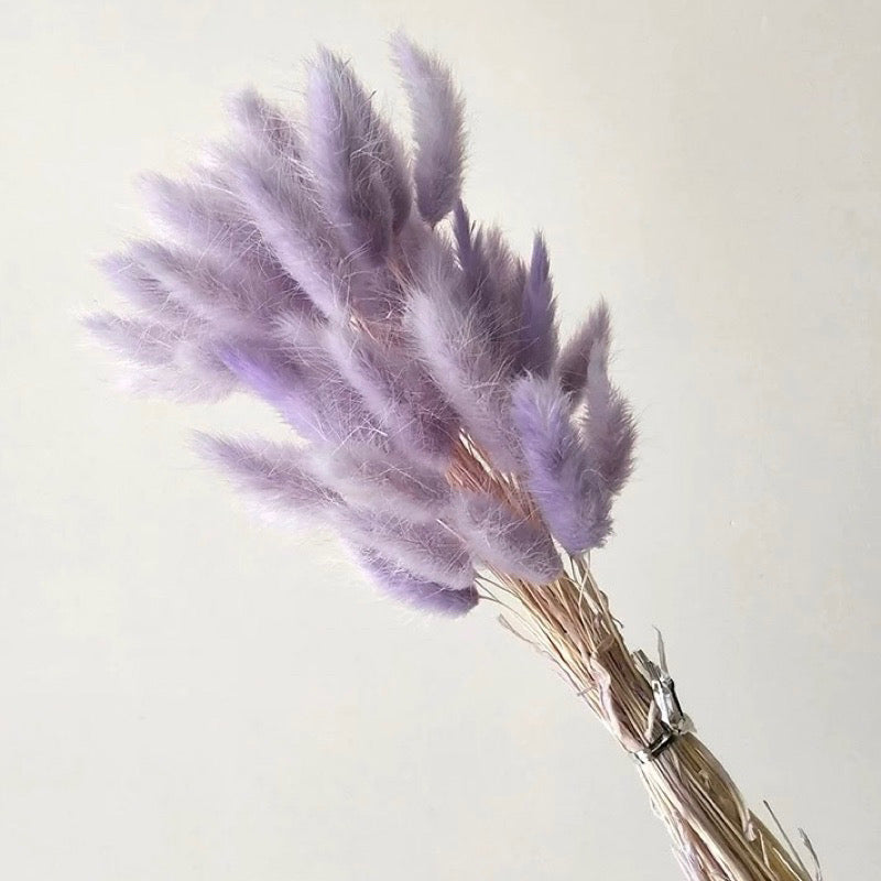 Bunny Tails Dried Flower (IMPORTED)