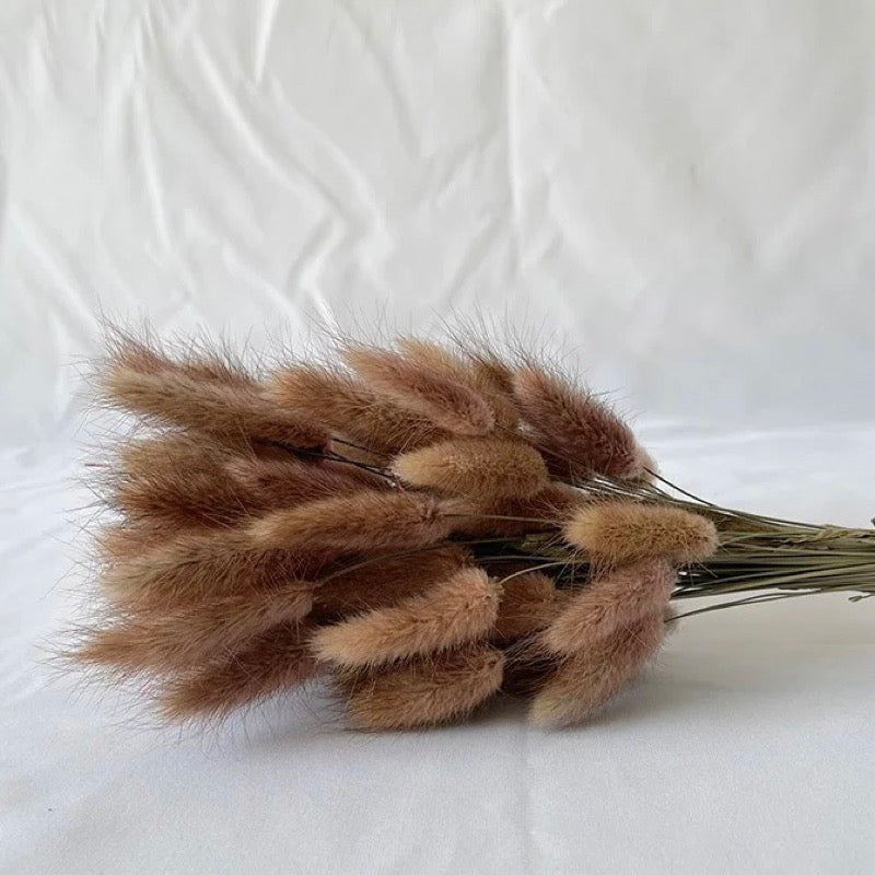 Bunny Tails Dried Flower (IMPORTED)