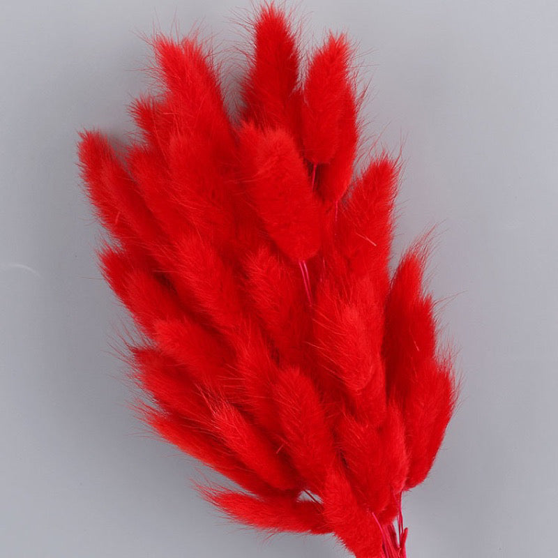 Bunny Tails Dried Flower (IMPORTED)