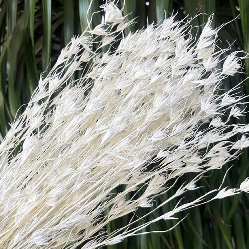 Dried BellFlowers (IMPORTED)